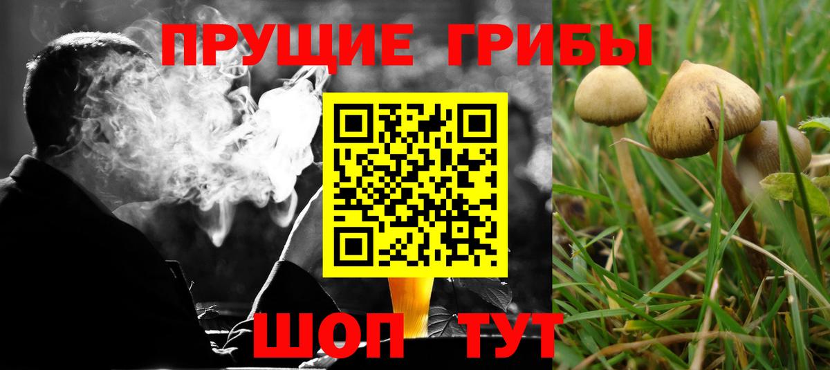 Советск  Псилоцибиновые грибы Cubensis  Вход с VPN 